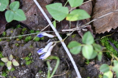 Amphicarpaea edgeworthii