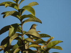 Leiothlypis celata