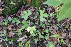 Amphicarpaea edgeworthii