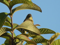 Leiothlypis celata