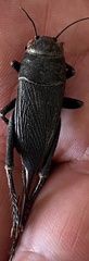 Gryllidae