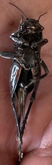 Gryllidae
