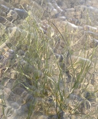 Zostera noltei