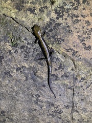 Plethodon petraeus