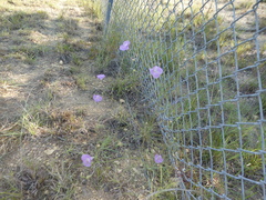 Agalinis edwardsiana