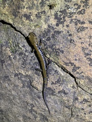 Plethodon petraeus