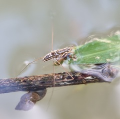Limnogonus
