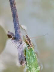 Limnogonus