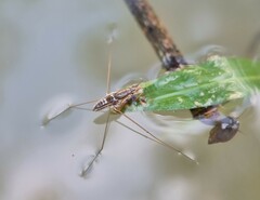 Limnogonus