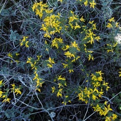Genista triacanthos