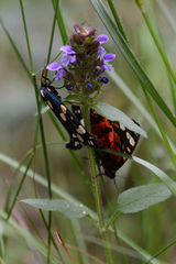 Callimorpha dominula