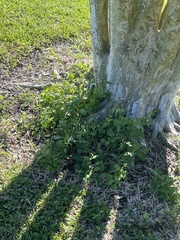 Parietaria floridana