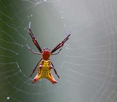Micrathena fissispina