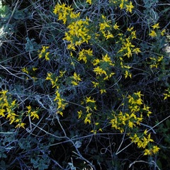 Genista triacanthos