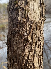 Cercis canadensis