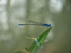 Pseudagrion microcephalum