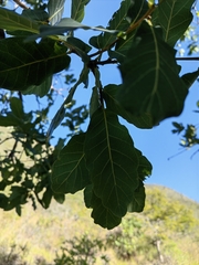 Quercus glaucoides