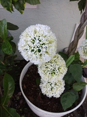 Allium cepa cepa
