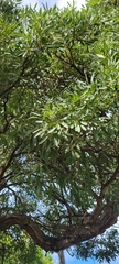 Tabebuia aurea
