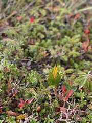 Dendrolycopodium hickeyi