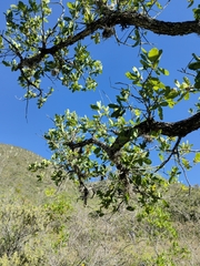 Quercus glaucoides