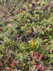 Dendrolycopodium hickeyi