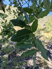 Quercus glaucoides