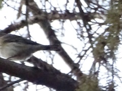 Setophaga coronata coronata