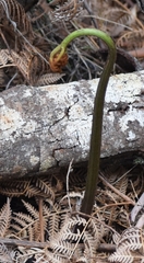 Pteridium esculentum