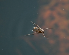 Limnogonus