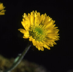 Erigeron aureus