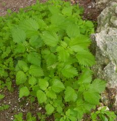 Urtica membranacea