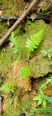 Steiropteris deltoidea