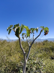 Pittocaulon praecox