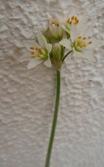 Nothoscordum gracile