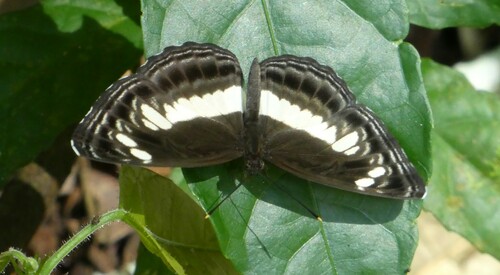 Nemetes Sailer