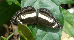 Neptis nemetes