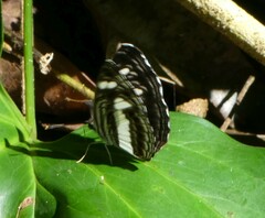 Neptis nemetes