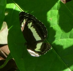 Neptis nemetes