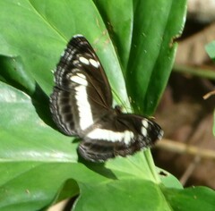 Neptis nemetes