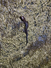 Plethodon ventralis