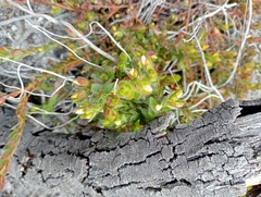 Gnidia humilis
