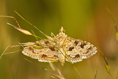Sameodes cancellalis