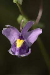 Nemesia leipoldtii