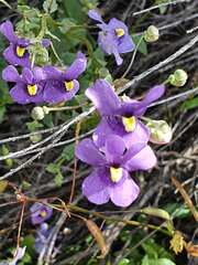 Nemesia leipoldtii