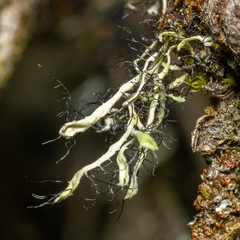 Heterodermia leucomelos