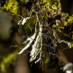 Heterodermia leucomelos