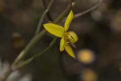 Cyanella lutea