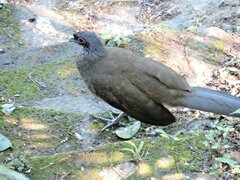 Ortalis poliocephala