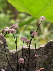 Marasmiaceae